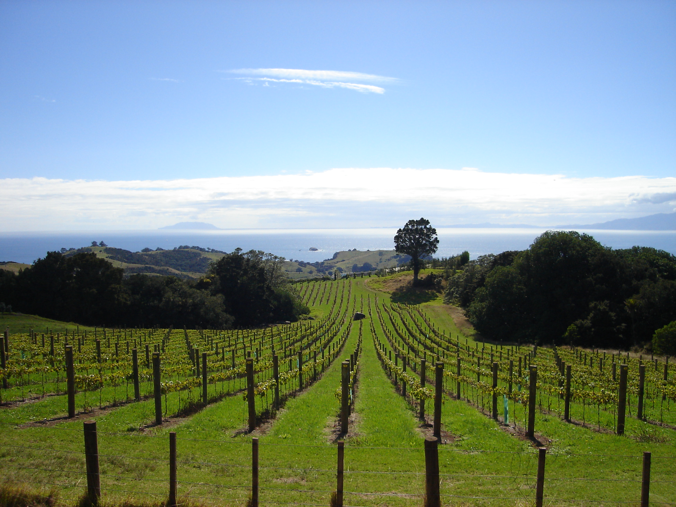 Autorisations de plantations : bien comprendre le nouveau système