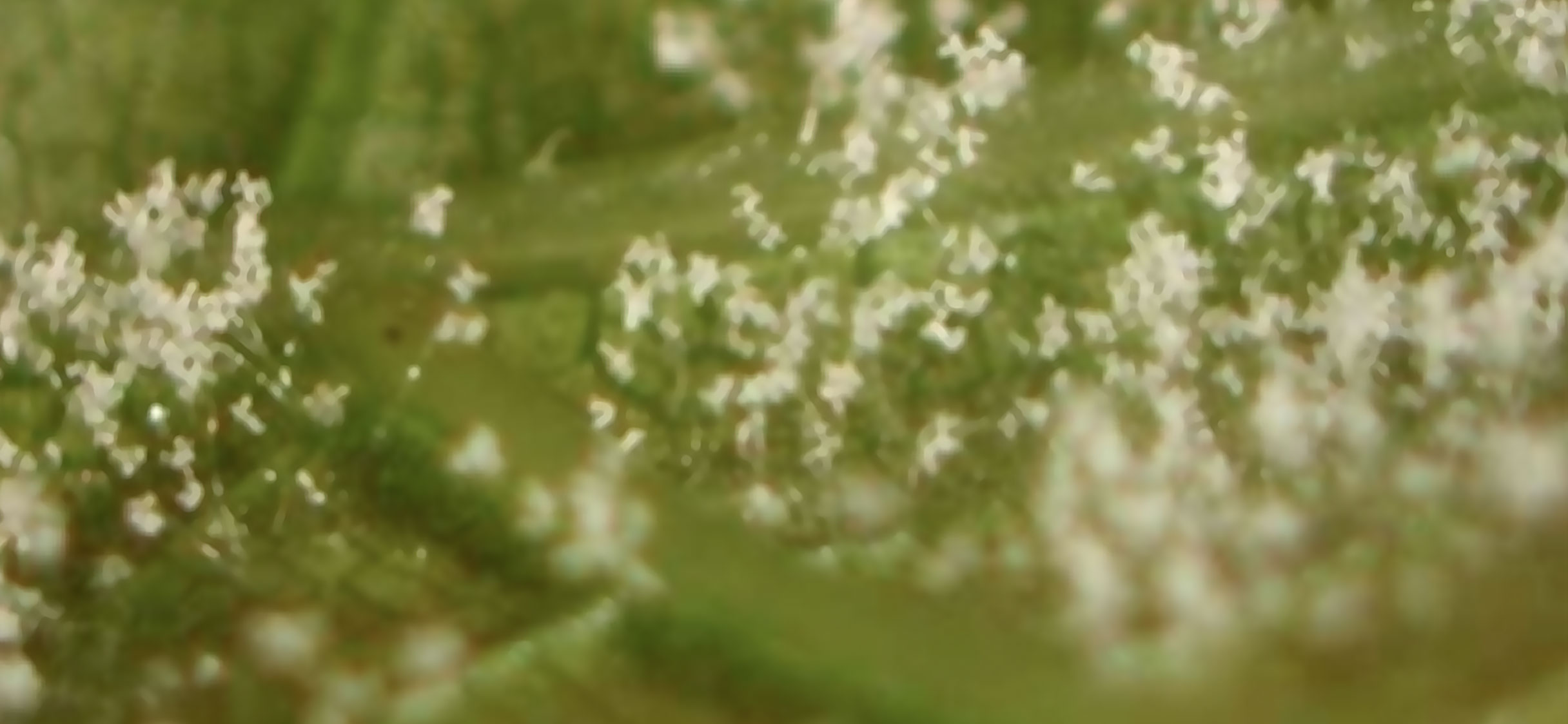 Mildiou : l’IFV Bordeaux explique, et assume, les ratés du modèle 2015