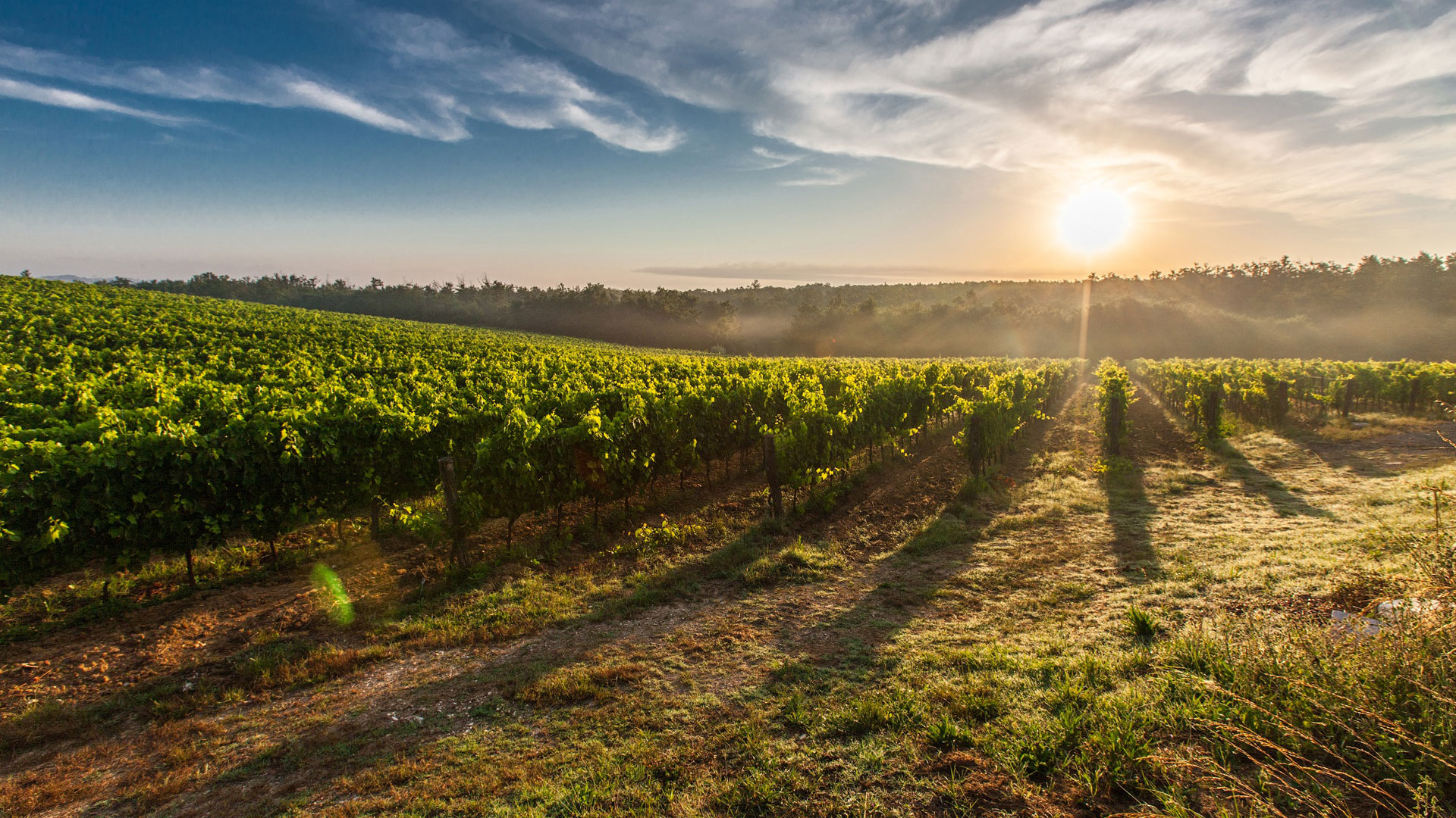 COP21. La vigne peut-elle survivre au stress des sècheresses ?