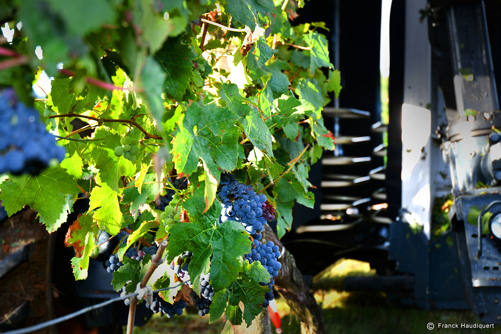 Répétition des vendanges ?
