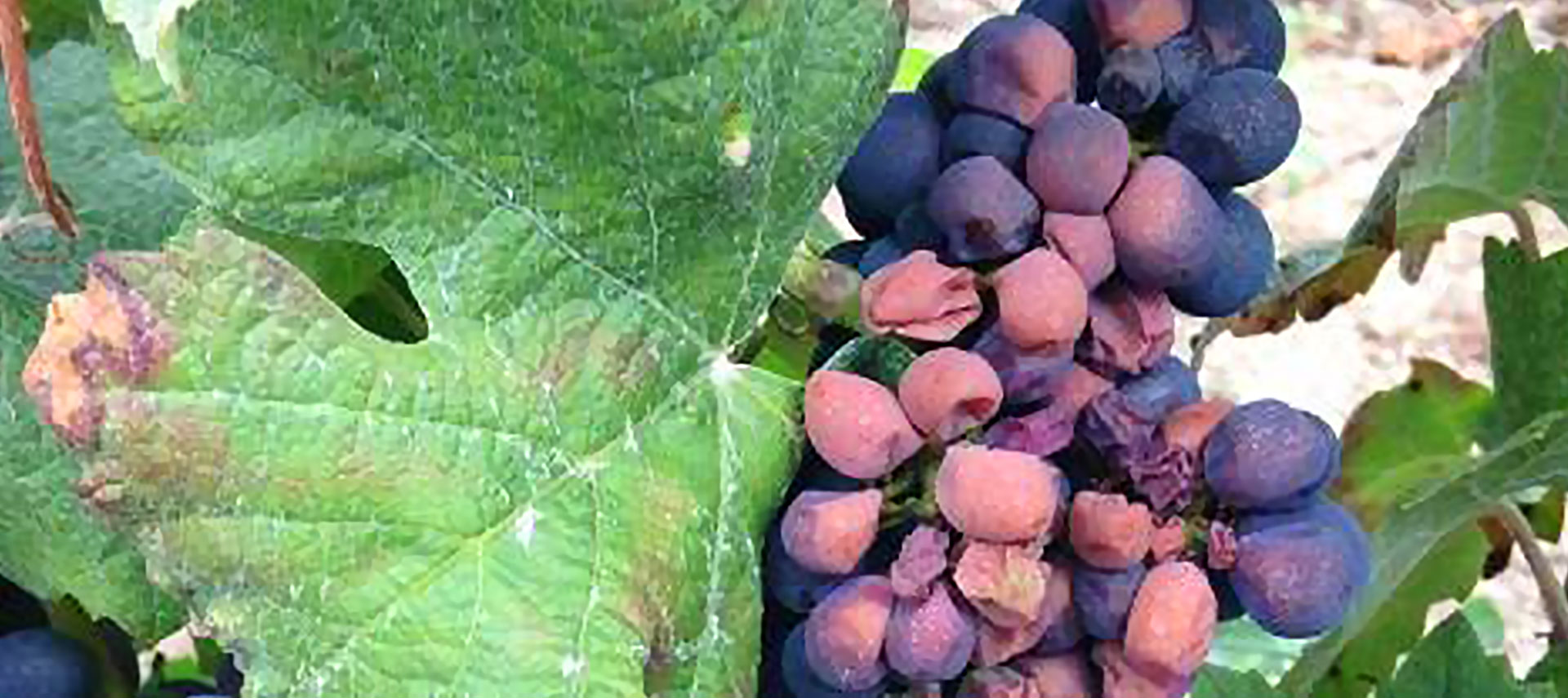 Des vendanges hétérogènes