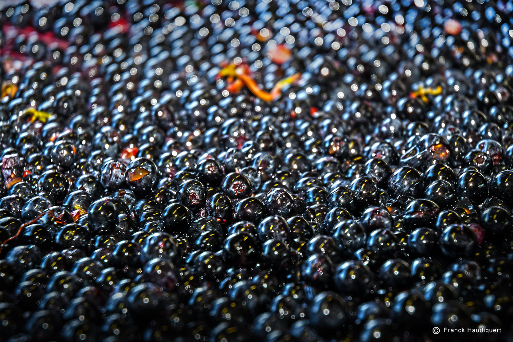 Winery process