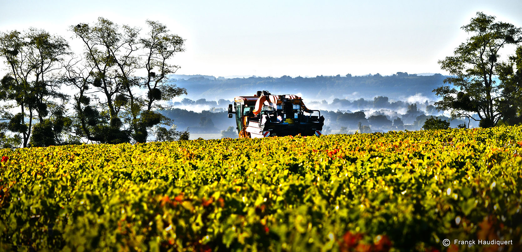 Vendanges à l’horizon !