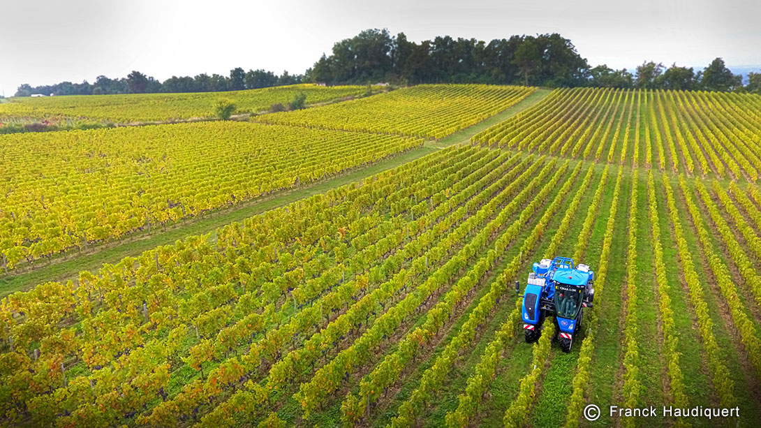 Observatoire des cépages