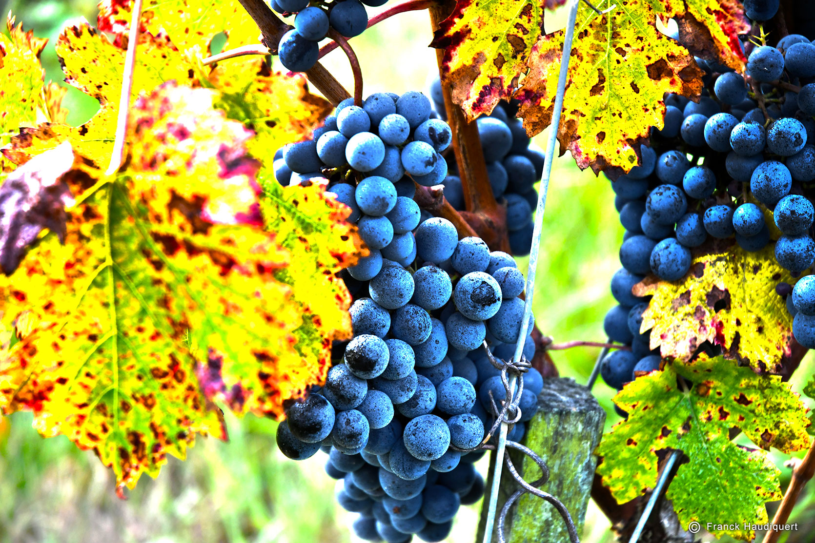Vendanges d’automne !
