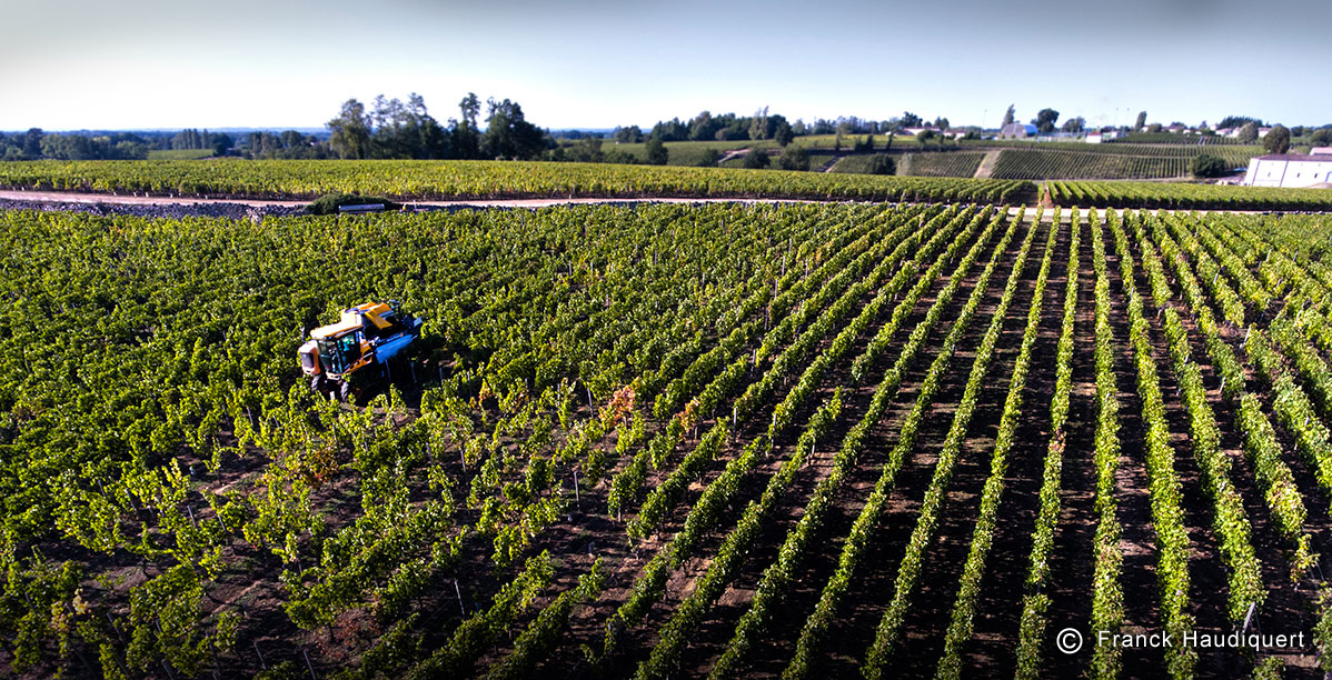 Dimensions de vendanges