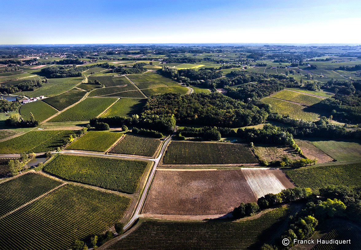 La vigne est mondial