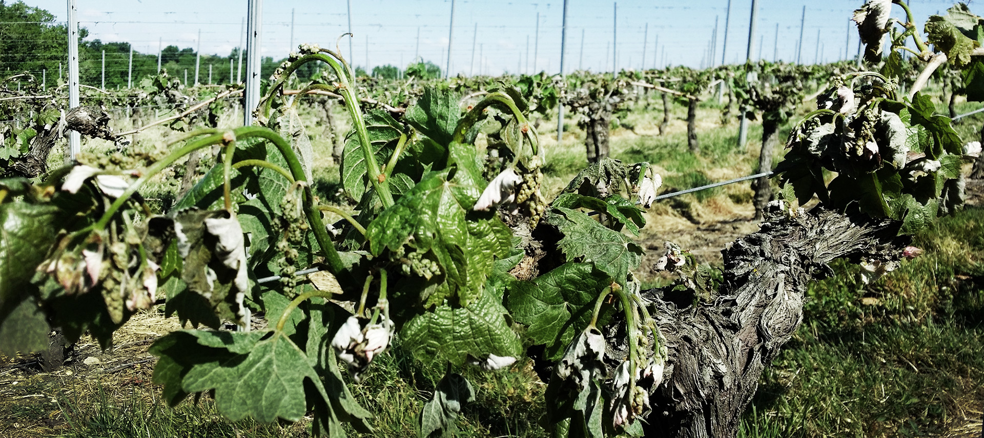 De 1991 à 2017 – Gel !